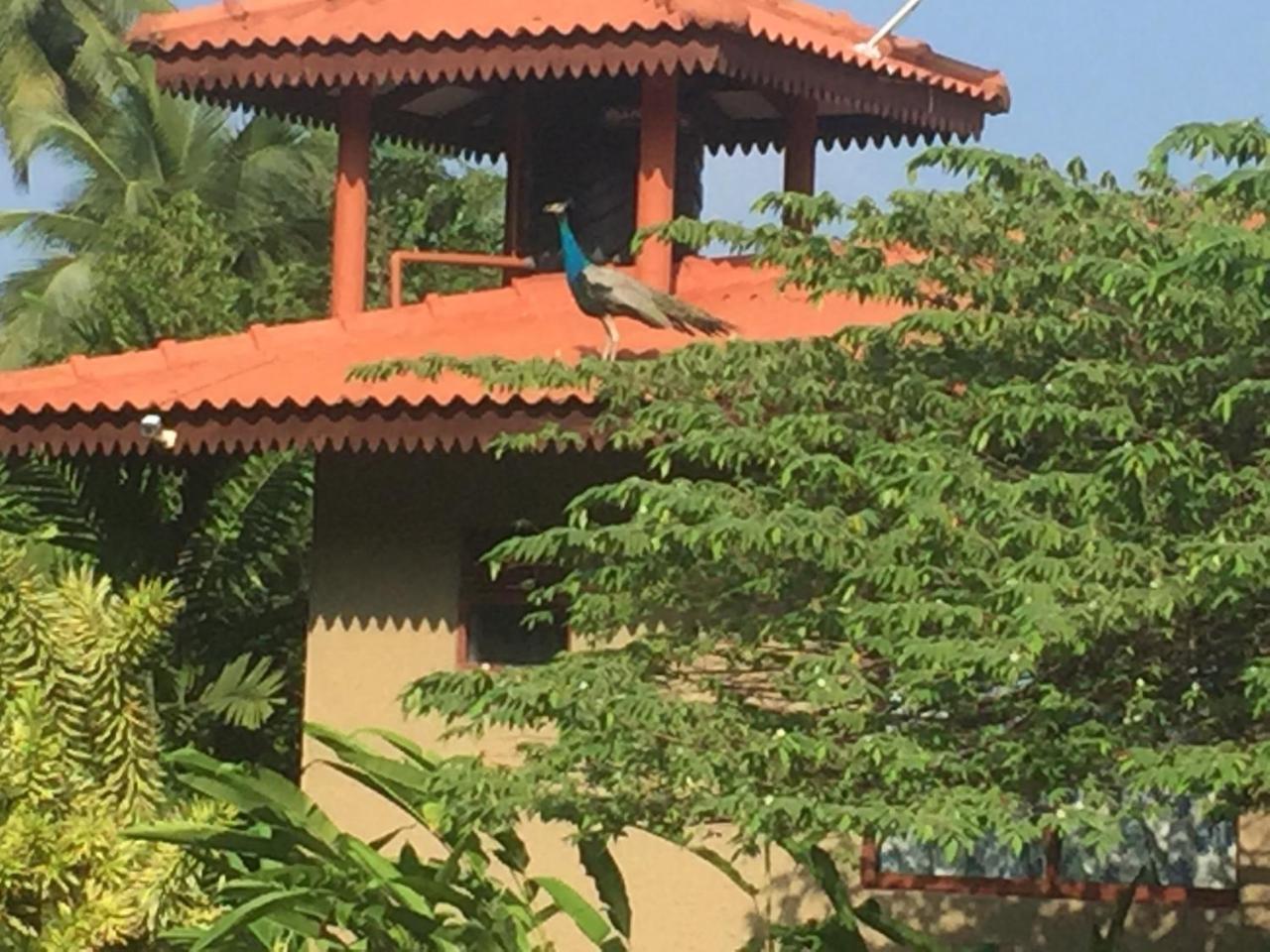 Mass Eco Cabana Yoga & Spa - Unawatuna Dış mekan fotoğraf