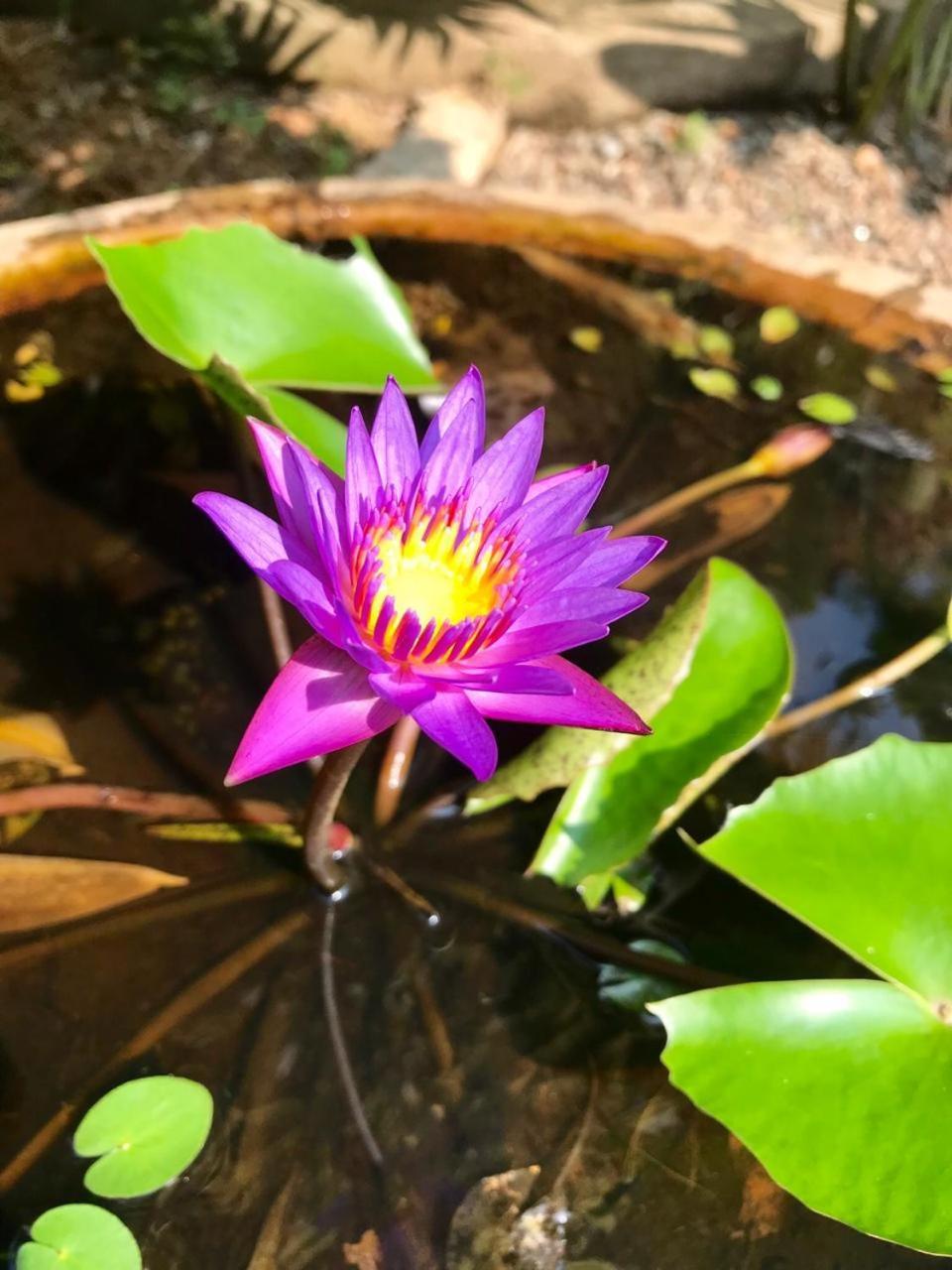 Mass Eco Cabana Yoga & Spa - Unawatuna Dış mekan fotoğraf